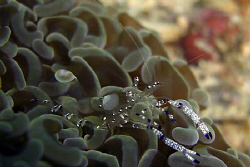 Cleaner shrimp ... hard things to see! by Andrew Macleod 